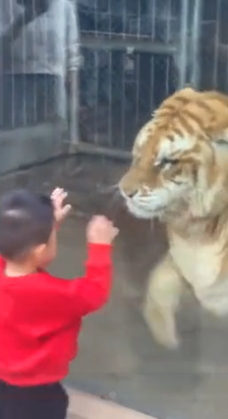 Ngộ nghĩnh khoảnh khắc bé trai đập tay với hổ 